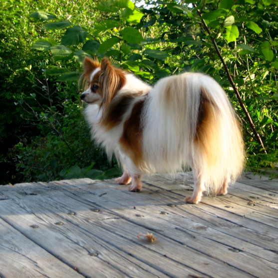 Fluffy coat Pomeranian dog Fluffy coat Pomeranian